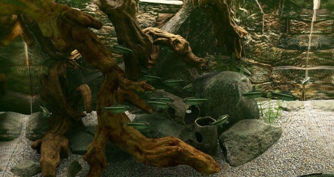 Biotope 